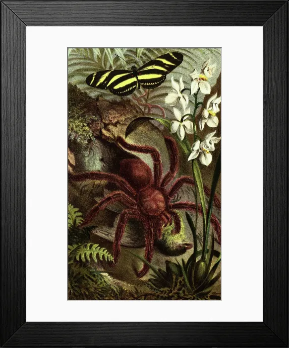 Framed Print : Color Illustration of Crab-Spider Eating a Bird Framed Print : Color Illustration of Crab-Spider Eating a Bird