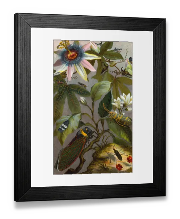 Framed Print : Color Illustration of Cicadae and Lantern Fly and Others with Flowers Framed Print : Color Illustration of Cicadae and Lantern Fly and Others with Flowers