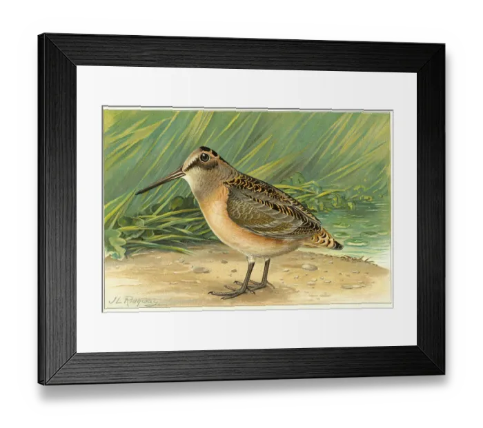 Framed Print : Illustration of Woodcock Framed Print : Illustration of Woodcock