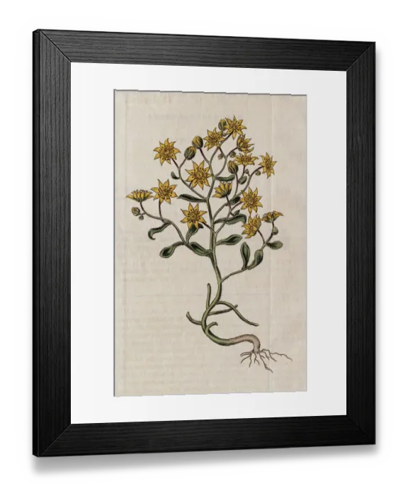 Framed Print : Hairy Houseleek Plant Framed Print : Hairy Houseleek Plant