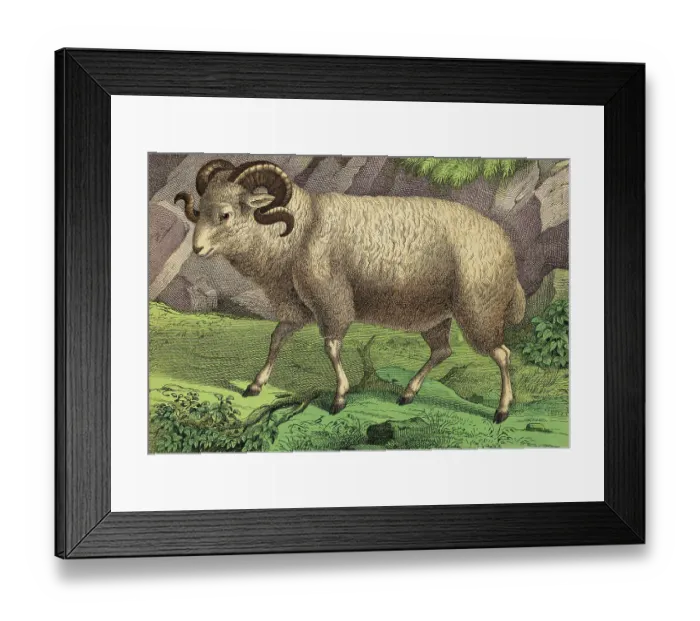 Framed Print : Illustration of a Merino Ram Framed Print : Illustration of a Merino Ram