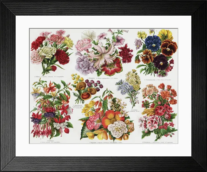 Framed Print : Illustration Depicting Flowers Framed Print : Illustration Depicting Flowers