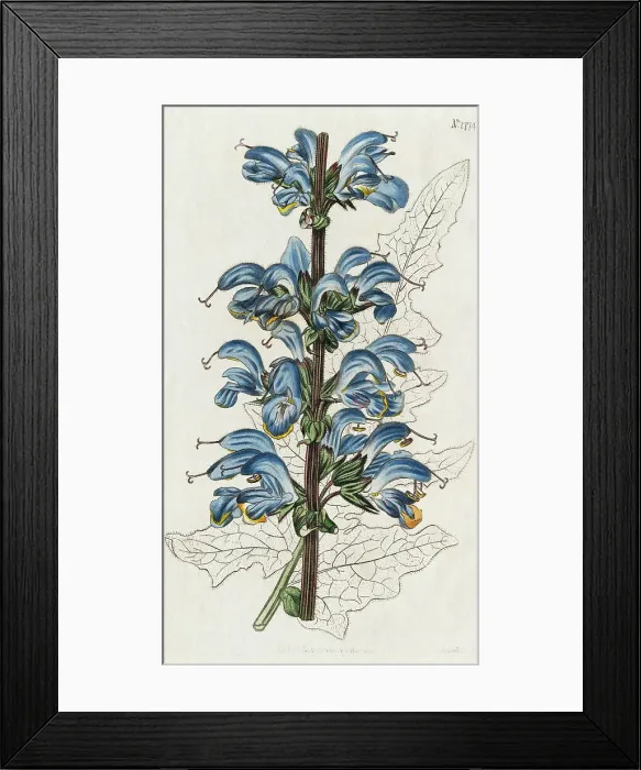 Framed Print : Illustration Depicting Two Colored Sage Framed Print : Illustration Depicting Two Colored Sage