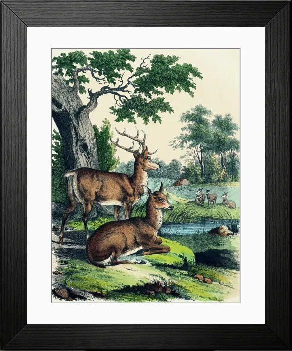 Framed Print : 19th-Century Print Depicting a Stag and Doe