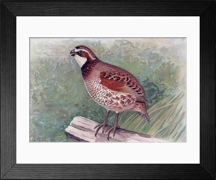 Framed Print : Illustration of Bobwhite Framed Print : Illustration of Bobwhite