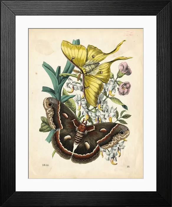 Framed Print : Butterflies Framed Print : Butterflies