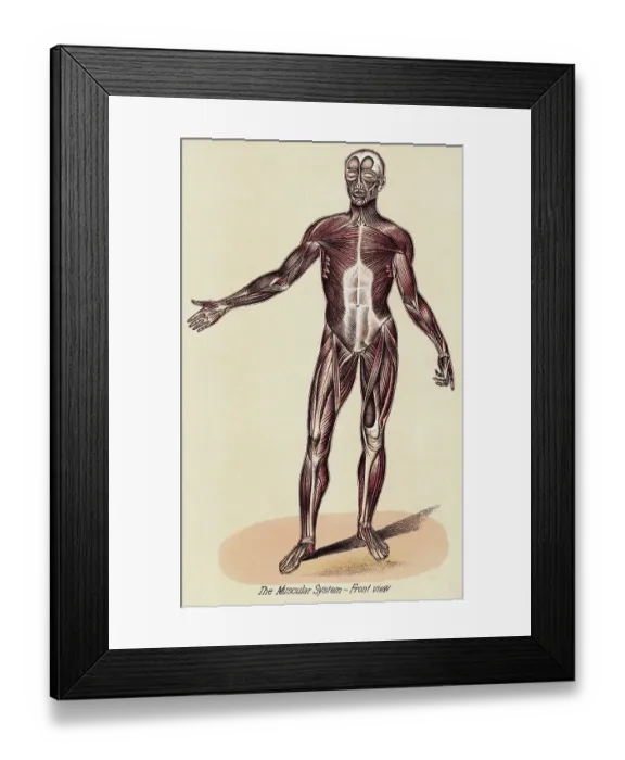 Framed Print : Illustration Depicting Muscular System
