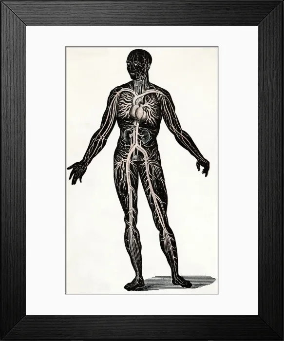 Framed Print : Illustration Depicting Blood Circulation Framed Print : Illustration Depicting Blood Circulation