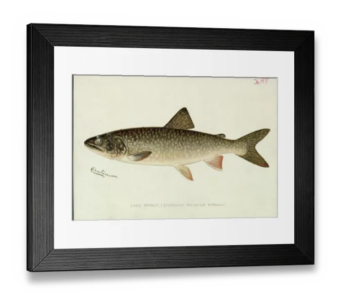 Framed Print : Illustration of a Lake Trout