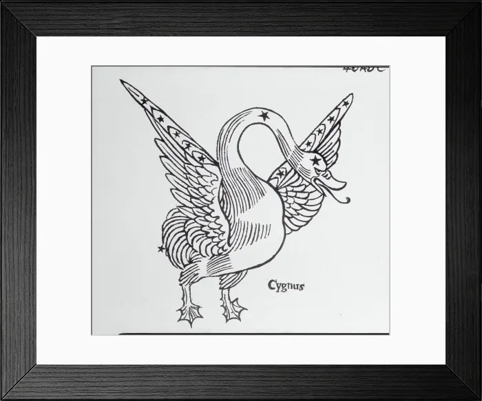 Framed Print : Constellation of Cygnus Framed Print : Constellation of Cygnus