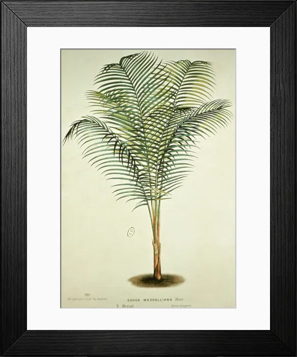 Framed Print : Title: Cocos Weddelliana, Bresil. 12 Framed Print : Title: Cocos Weddelliana, Bresil. 12