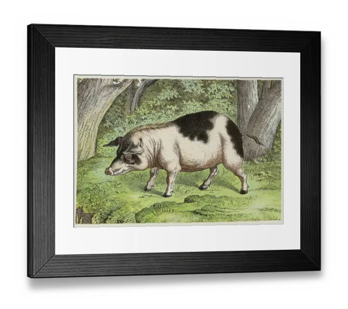 Framed Print : Lone Boar in the Woods Framed Print : Lone Boar in the Woods