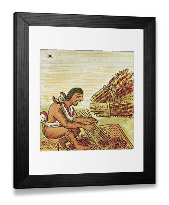 Framed Print : Illustration of an Aztec Man Threshing Amaranth from the Florentine Codex Framed Print : Illustration of an Aztec Man Threshing Amaranth from the Florentine Codex