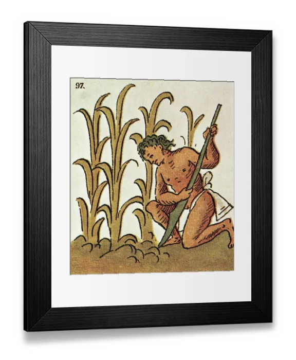Framed Print : Illustration of an Aztec Man Cultivating Crops from the Florentine Codex Framed Print : Illustration of an Aztec Man Cultivating Crops from the Florentine Codex