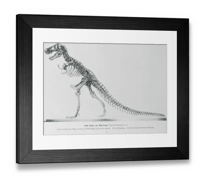 Framed Print : Tyrannosaurus Rex Illustration Framed Print : Tyrannosaurus Rex Illustration