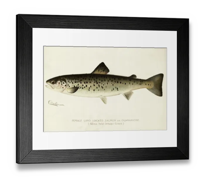 Framed Print : Illustration of a Female Land Locked Salmon Framed Print : Illustration of a Female Land Locked Salmon