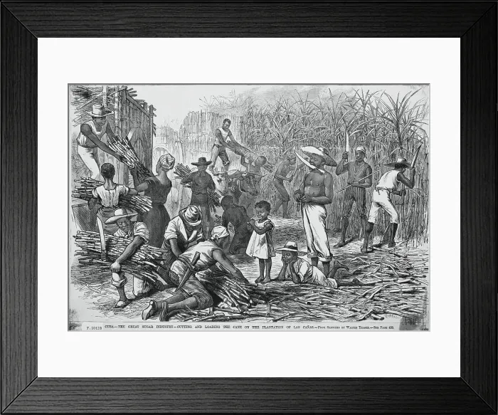 Framed Print : Cuban Farmers Harvesting Sugar Cane