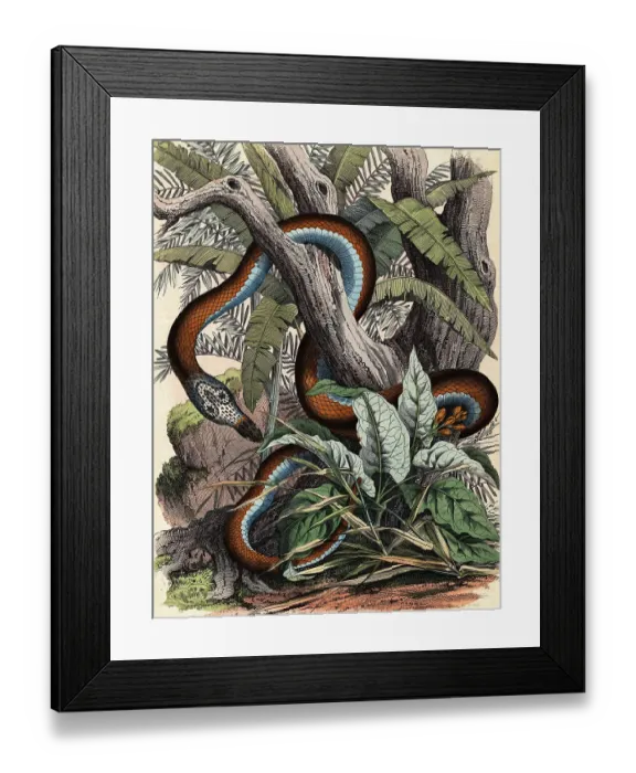 Framed Print : 19th-Century Print Depicting a Cobra Wrapped Around a Tree Framed Print : 19th-Century Print Depicting a Cobra Wrapped Around a Tree