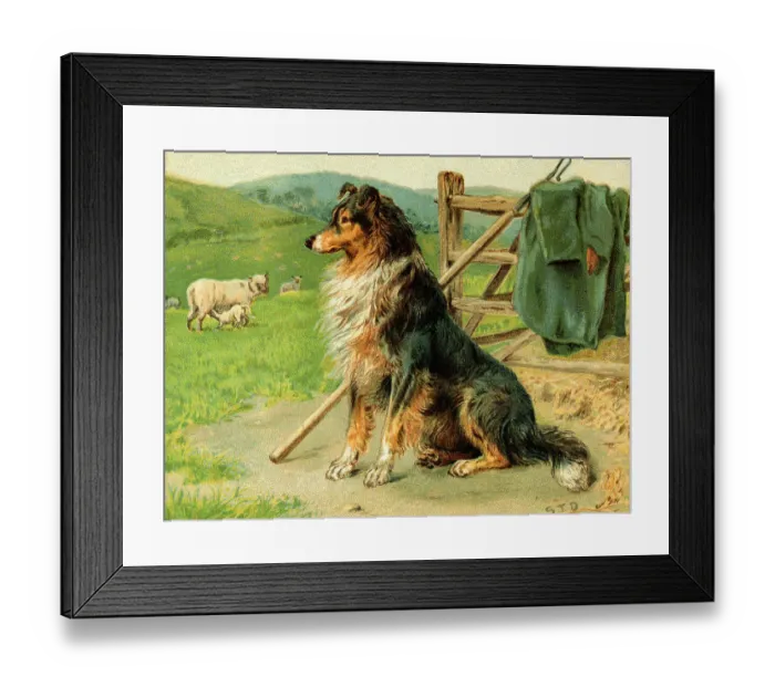 Framed Print : Sheep Dog Waiting by Farm Fence Framed Print : Sheep Dog Waiting by Farm Fence