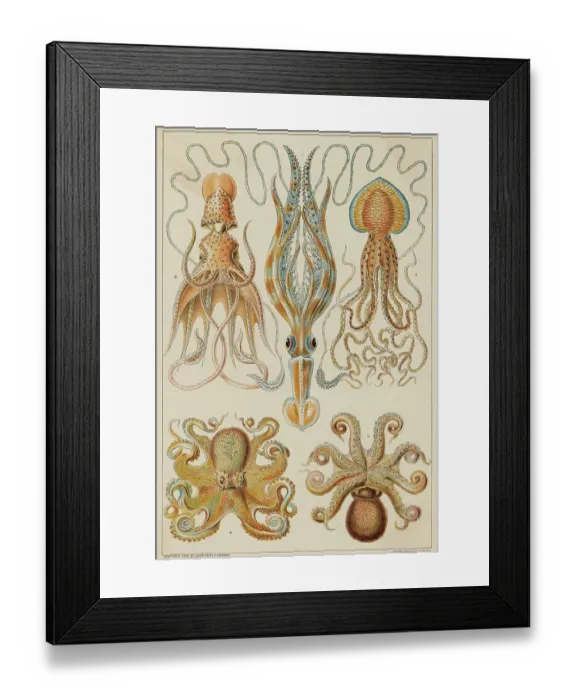 Framed Print : Octopods and Decapods Framed Print : Octopods and Decapods
