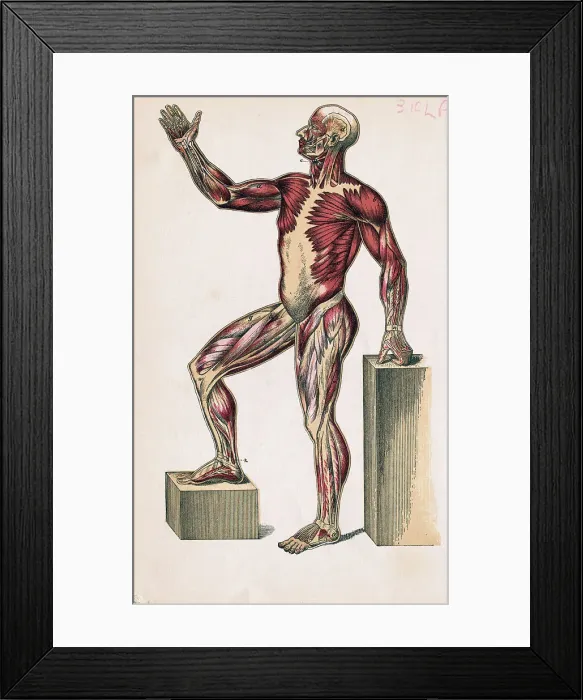 Framed Print : Profile of Medical Diagram on Man's Body Framed Print : Profile of Medical Diagram on Man's Body