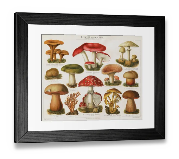 Framed Print : Different Types of Poisonous Mushrooms Framed Print : Different Types of Poisonous Mushrooms