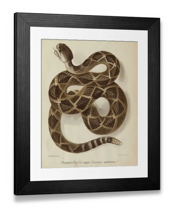 Framed Print : Illustration of a Diamond Rattlesnake Framed Print : Illustration of a Diamond Rattlesnake