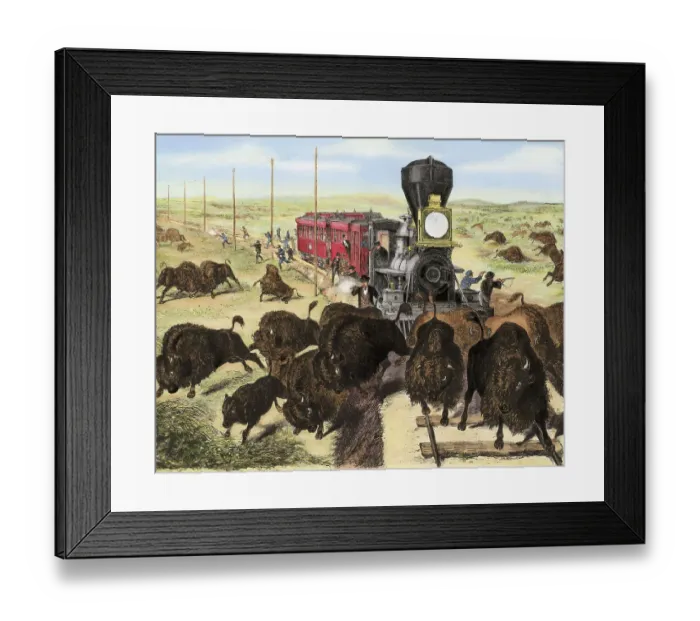 Framed Print : Shooting Buffalo on the Kansas-Pacific Railroad