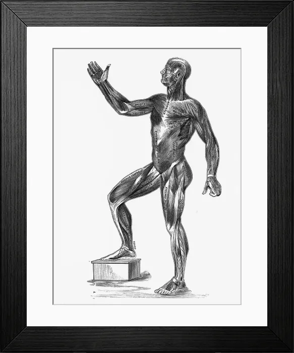 Framed Print : Anatomical Study of a Human Showing Muscle Groups Framed Print : Anatomical Study of a Human Showing Muscle Groups