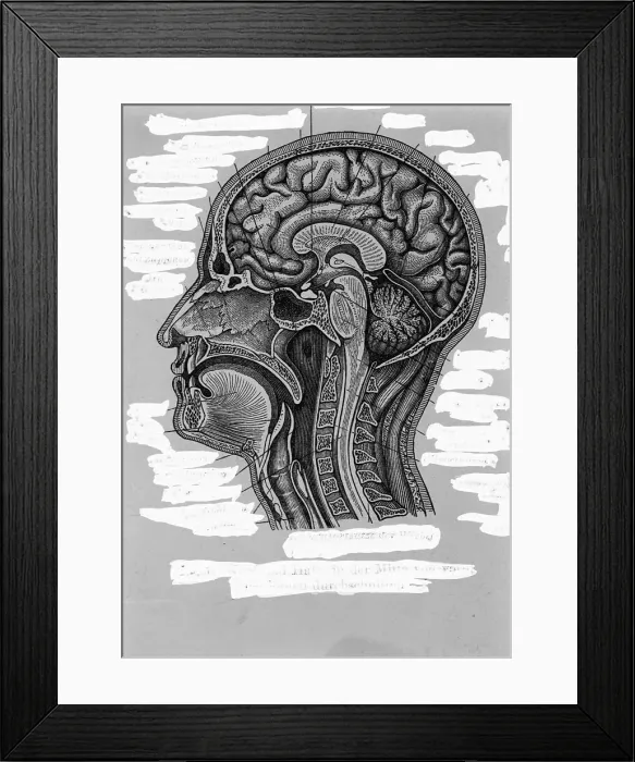 Framed Print : Cross-Section of Human Head and Neck Framed Print : Cross-Section of Human Head and Neck