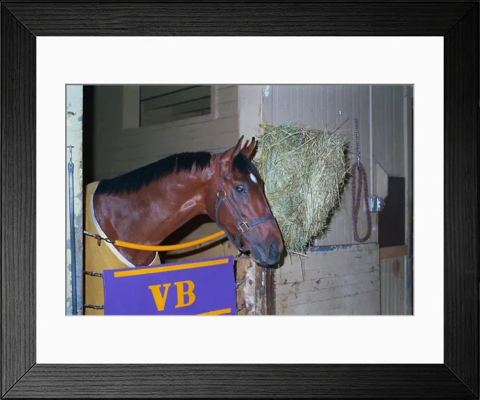 Framed Print : Alysheba in Stall Framed Print : Alysheba in Stall