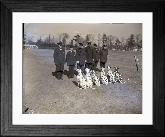 Framed Print : Rescue Dogs Displaying Their Obedience Framed Print : Rescue Dogs Displaying Their Obedience
