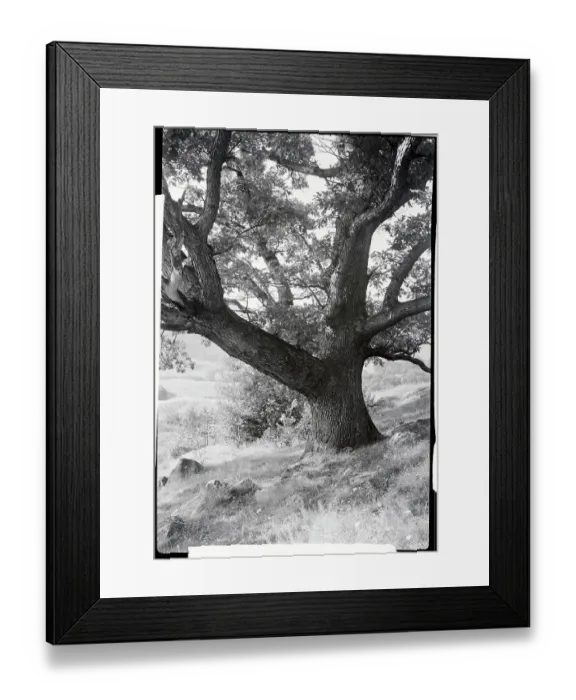 Framed Print : Sturdy Oak Tree Framed Print : Sturdy Oak Tree