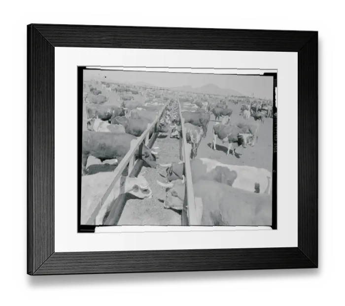 Framed Print : Shot of Cattle Feeding System Framed Print : Shot of Cattle Feeding System