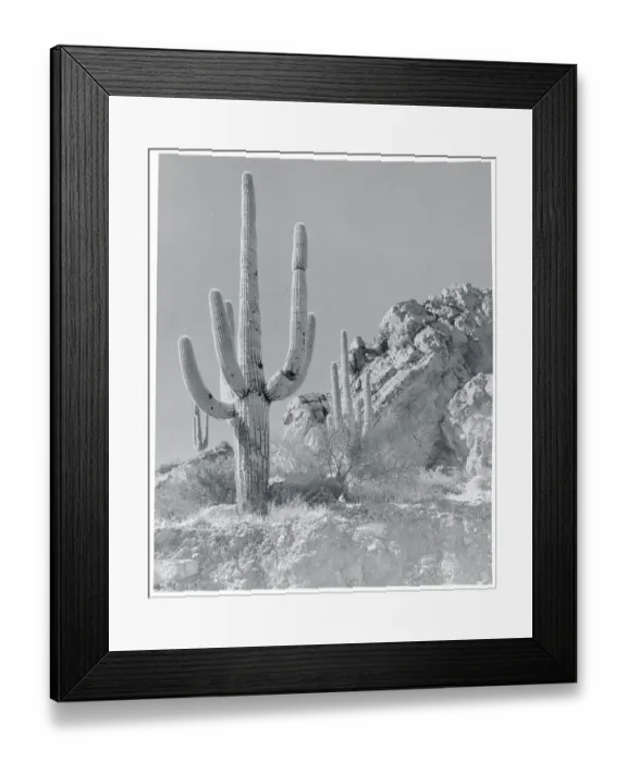 Framed Print : View of a Saguaro Cactus in Desert Site