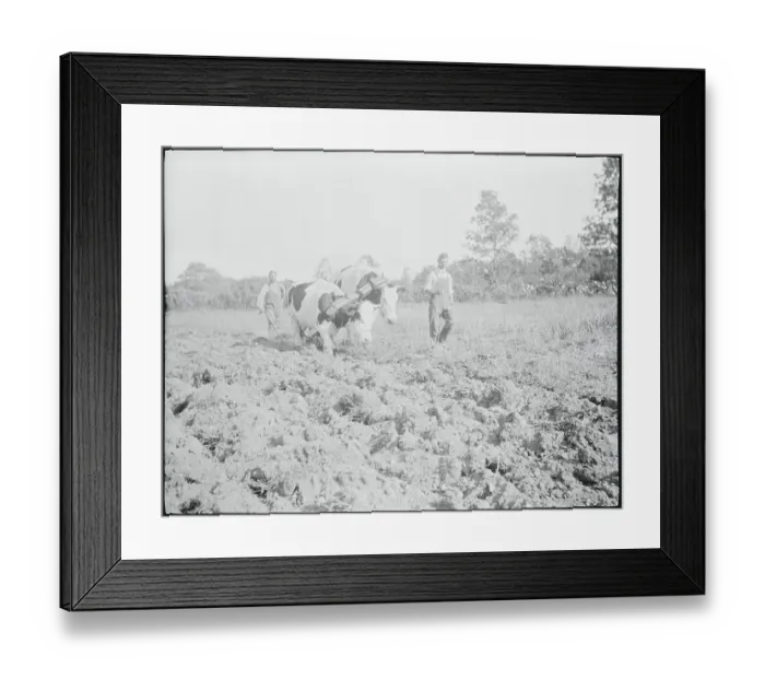 Framed Print : View of Farmers with Oxen Framed Print : View of Farmers with Oxen