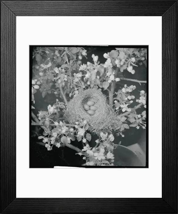 Framed Print : View of Robins Nest with Four Eggs Framed Print : View of Robins Nest with Four Eggs