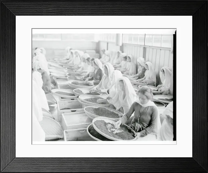 Framed Print : Women Working in Tea Factory Framed Print : Women Working in Tea Factory