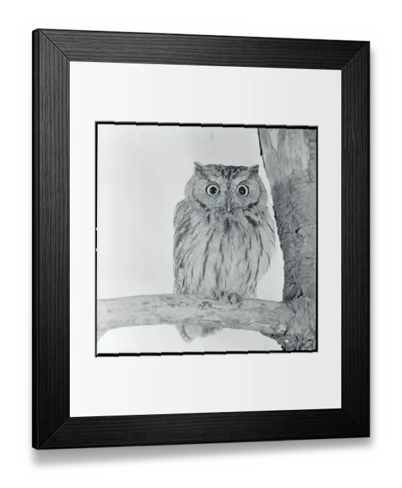 Framed Print : Screech Owl Framed Print : Screech Owl