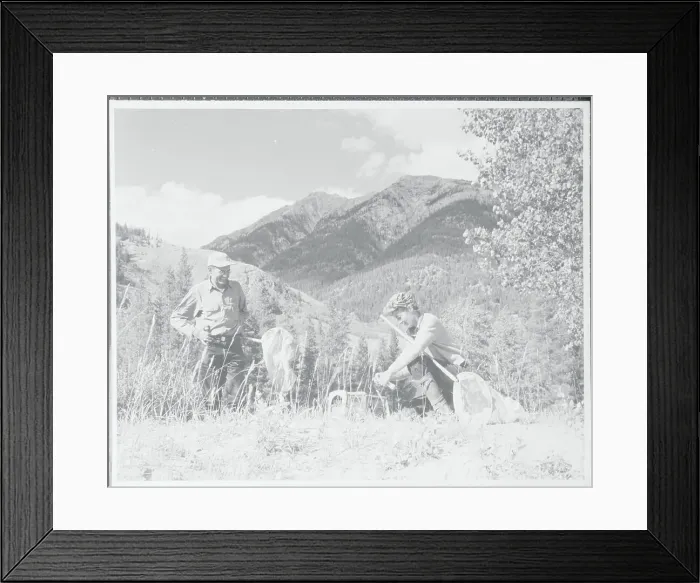 Framed Print : Entomologists Collecting Beetles Framed Print : Entomologists Collecting Beetles
