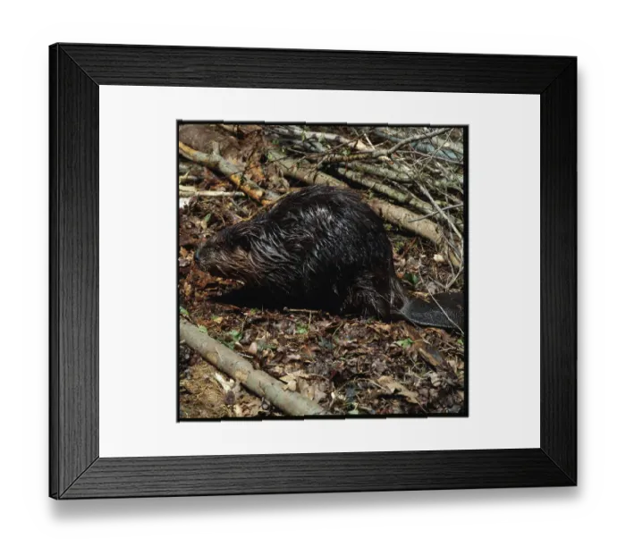 Framed Print : Beaver. (Original Caption). A lone adult wet beaver crouches between logs Framed Print : Beaver. (Original Caption). A lone adult wet beaver crouches between logs