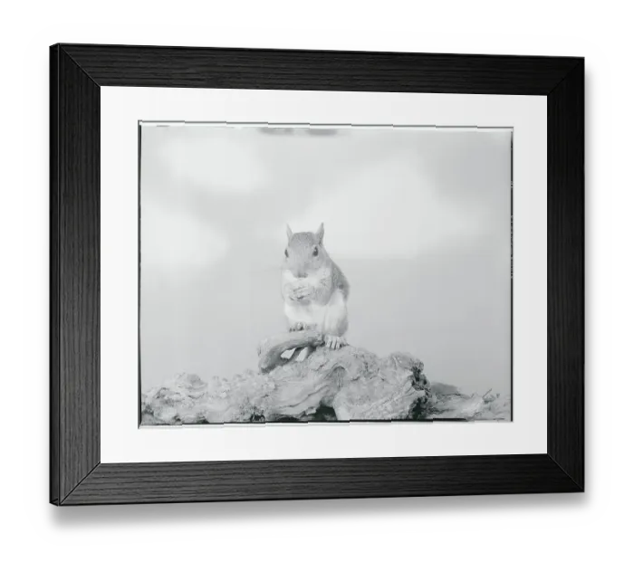 Framed Print : Close-up of Squirrel Framed Print : Close-up of Squirrel