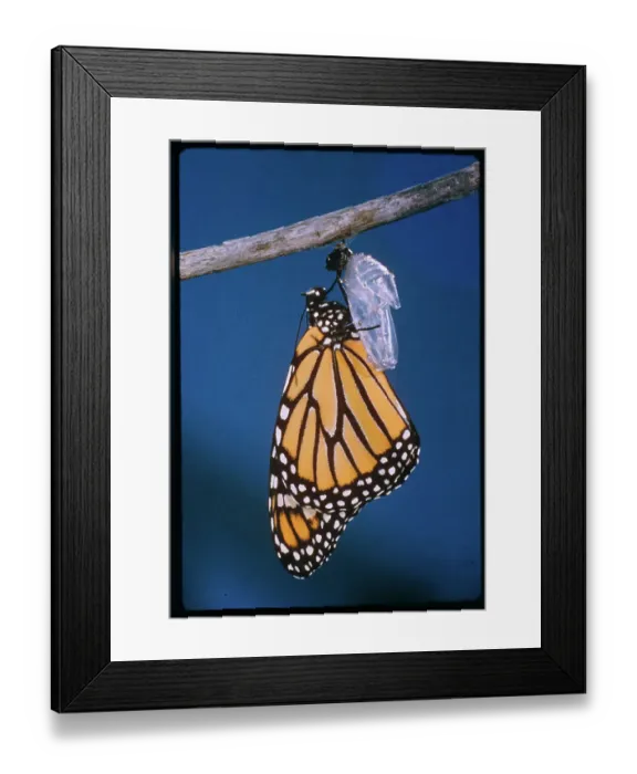 Framed Print : Monarch Butterfly Emerging from Cocoon Framed Print : Monarch Butterfly Emerging from Cocoon