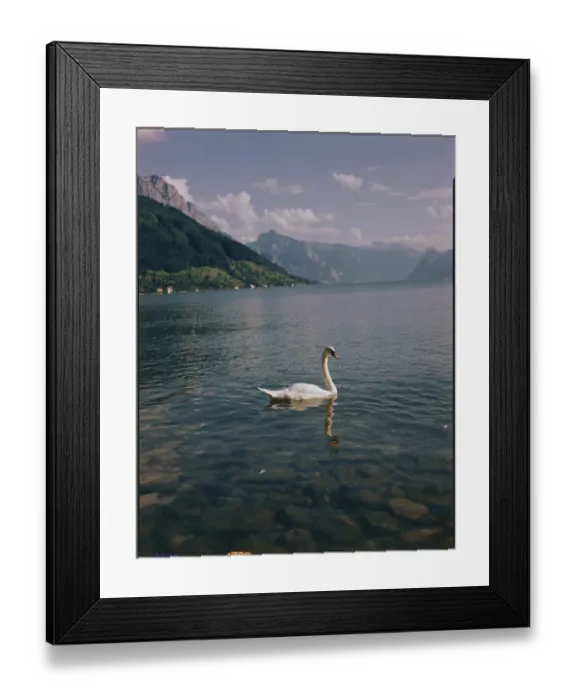 Framed Print : View of Swan on Lake Geneva Framed Print : View of Swan on Lake Geneva