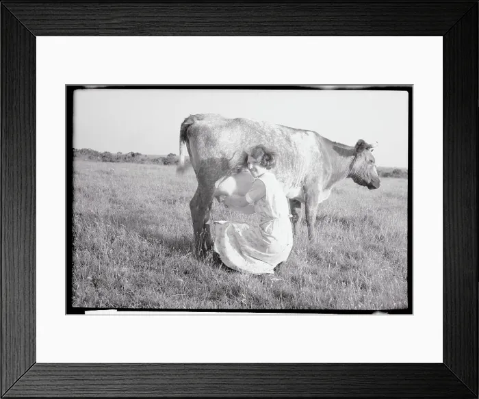 Framed Print : View of Woman Milking Cow Framed Print : View of Woman Milking Cow