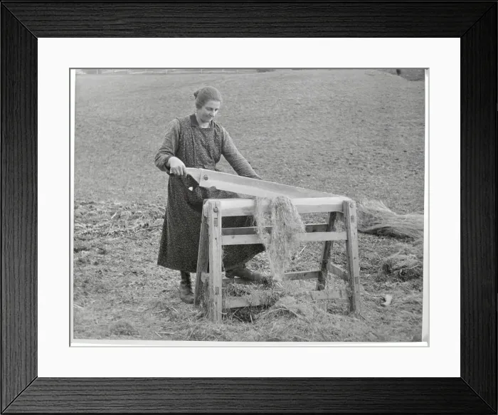 Framed Print : Home-Grown Hemp Framed Print : Home-Grown Hemp