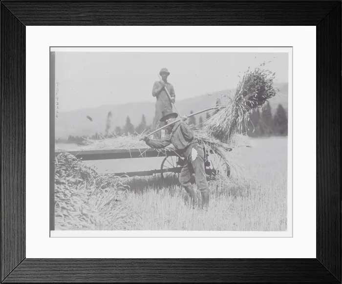 Framed Print : Man Pitching Hay Framed Print : Man Pitching Hay