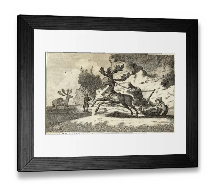 Framed Print : Reindeer Pulling Sled Framed Print : Reindeer Pulling Sled
