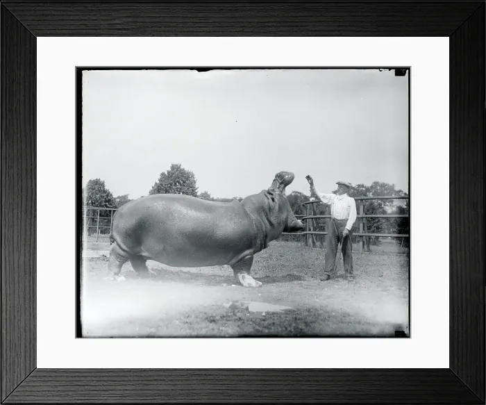 Framed Print : Man Feeding Hippotamus Framed Print : Man Feeding Hippotamus