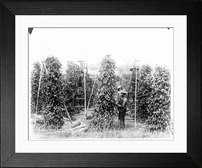 Framed Print : People Pick Peppers W / Ladder / Singapore Framed Print : People Pick Peppers W / Ladder / Singapore